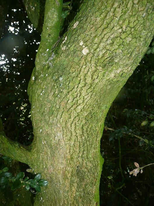 Annexe buis écorce.jpg