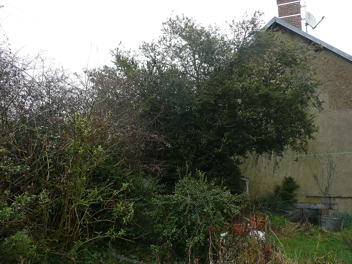 Annexe buis arbre.jpg