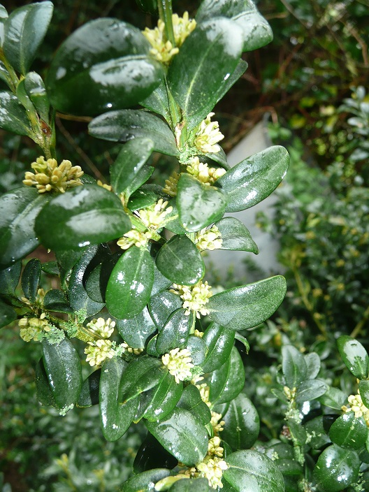 Annexe buis fleurs.jpg