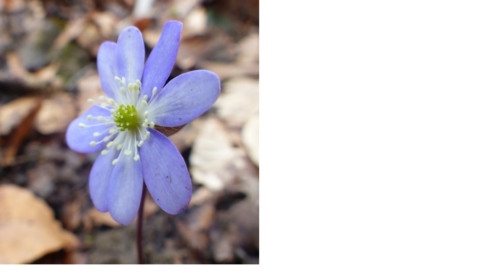 Annexe hepatica_nobilis_fleur.jpg