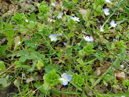 Annexe véronique 1.jpg