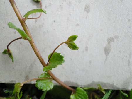 Annexe véronique 3.jpg