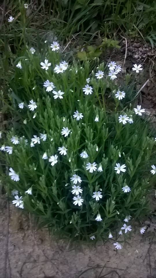 Annexe stellaire1.jpg