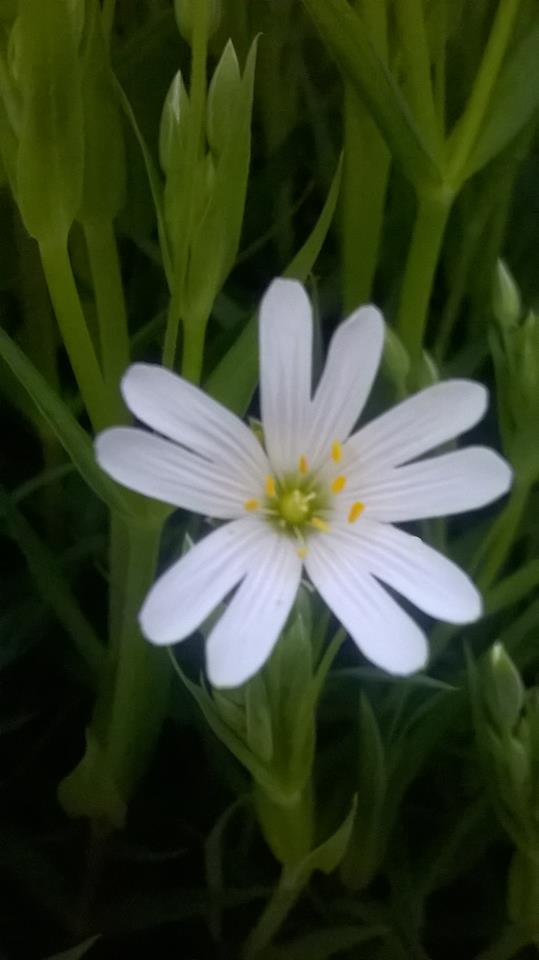 Annexe stellaire2.jpg