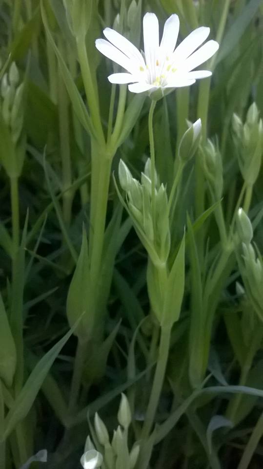 Annexe stellaire3.jpg