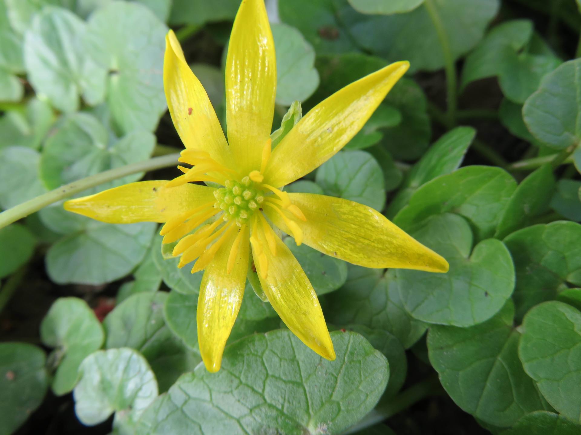 Annexe ficaire 2 mooc.jpg