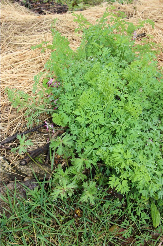 Annexe Fumeterre 1.JPG