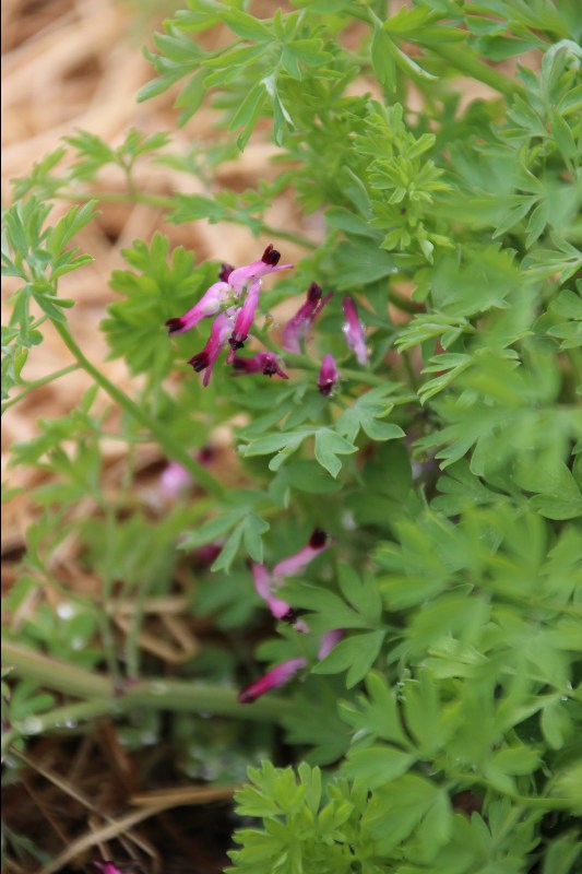 Annexe Fumeterre 2.JPG