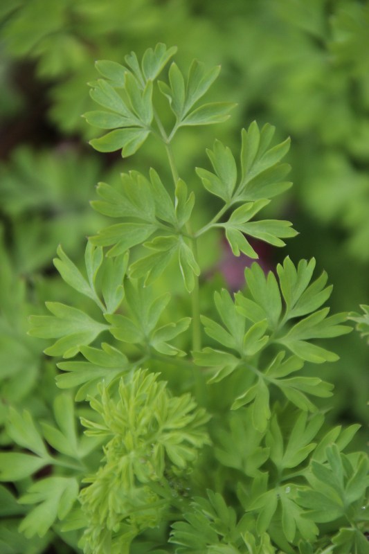 Annexe Fumeterre 3.JPG