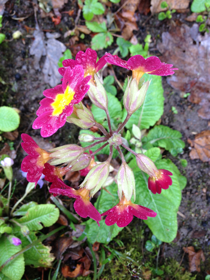 Annexe IMG_4675-.jpg