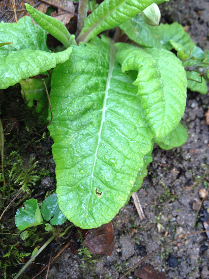 Annexe IMG_4676-.jpg