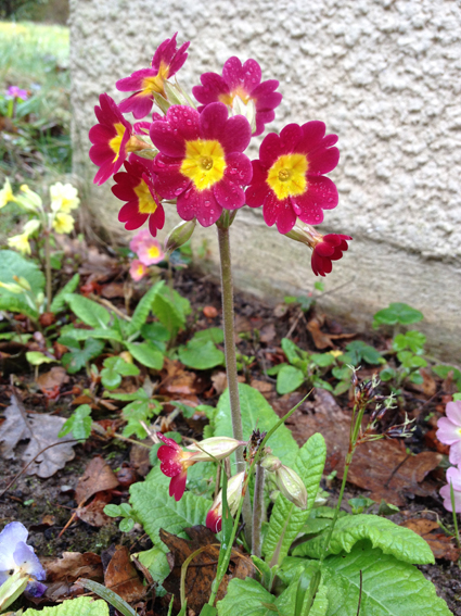 Annexe IMG_4678-.jpg