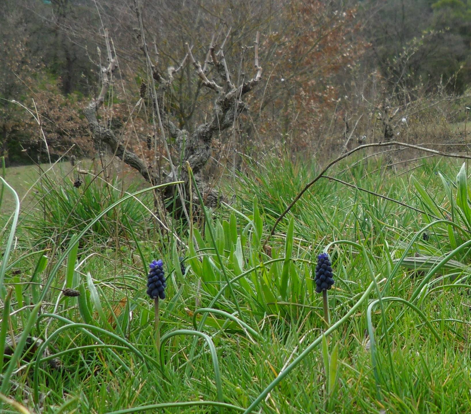 Annexe muscari 01.jpg