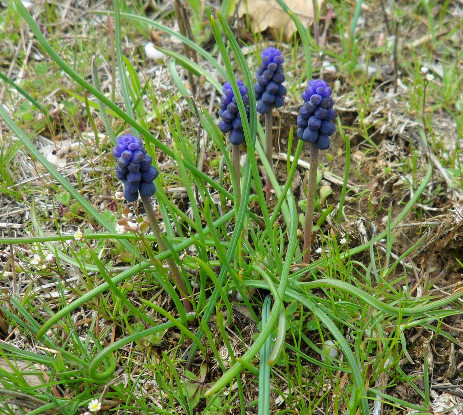 Annexe muscari 02.jpg