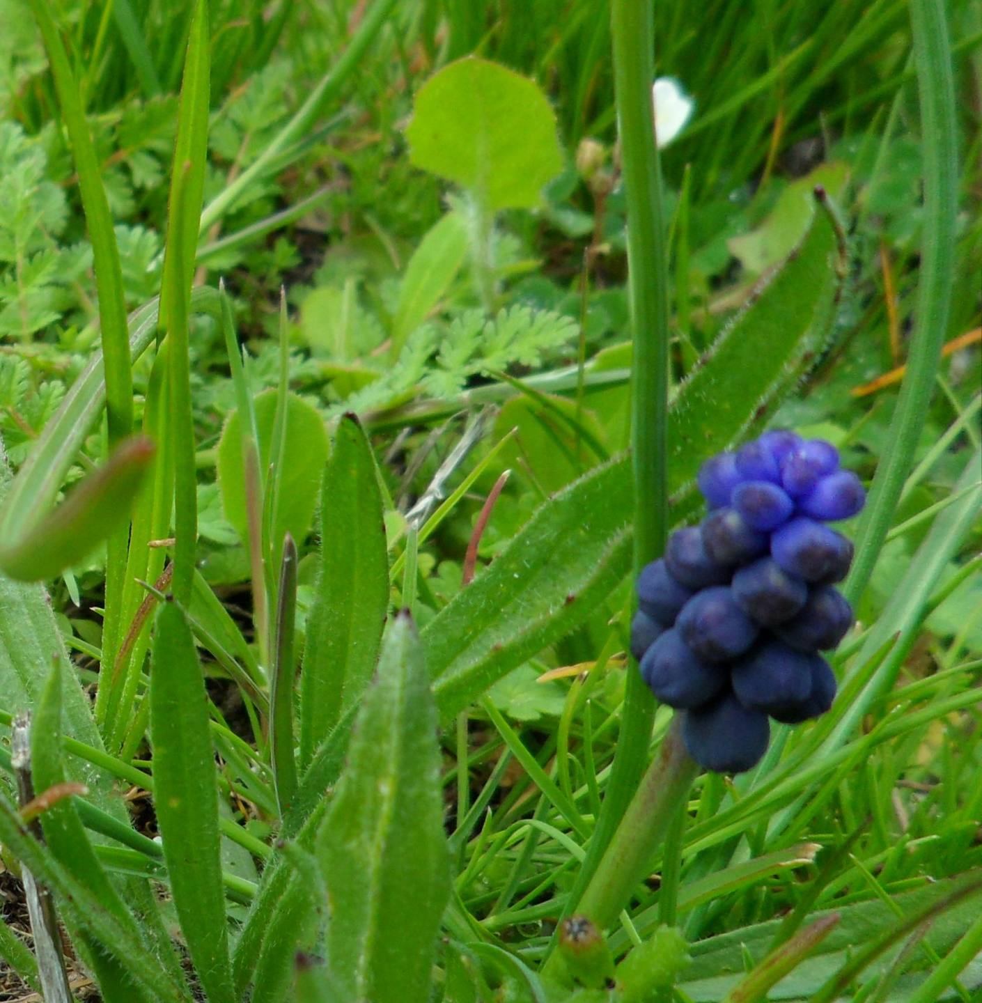 Annexe muscari 03.jpg