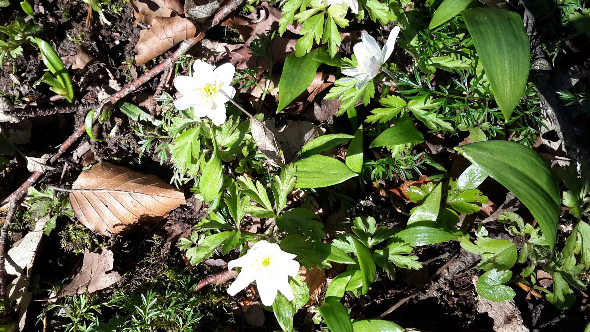 Annexe 20180328_161609_compressed.jpg