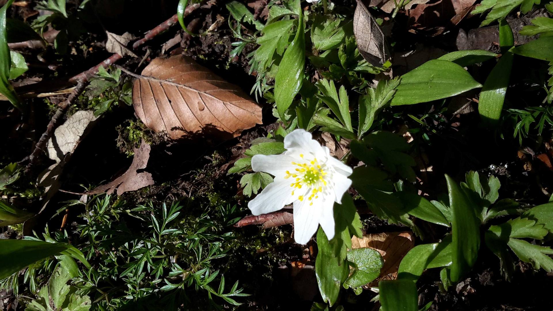 Annexe 20180328_161623_compressed.jpg