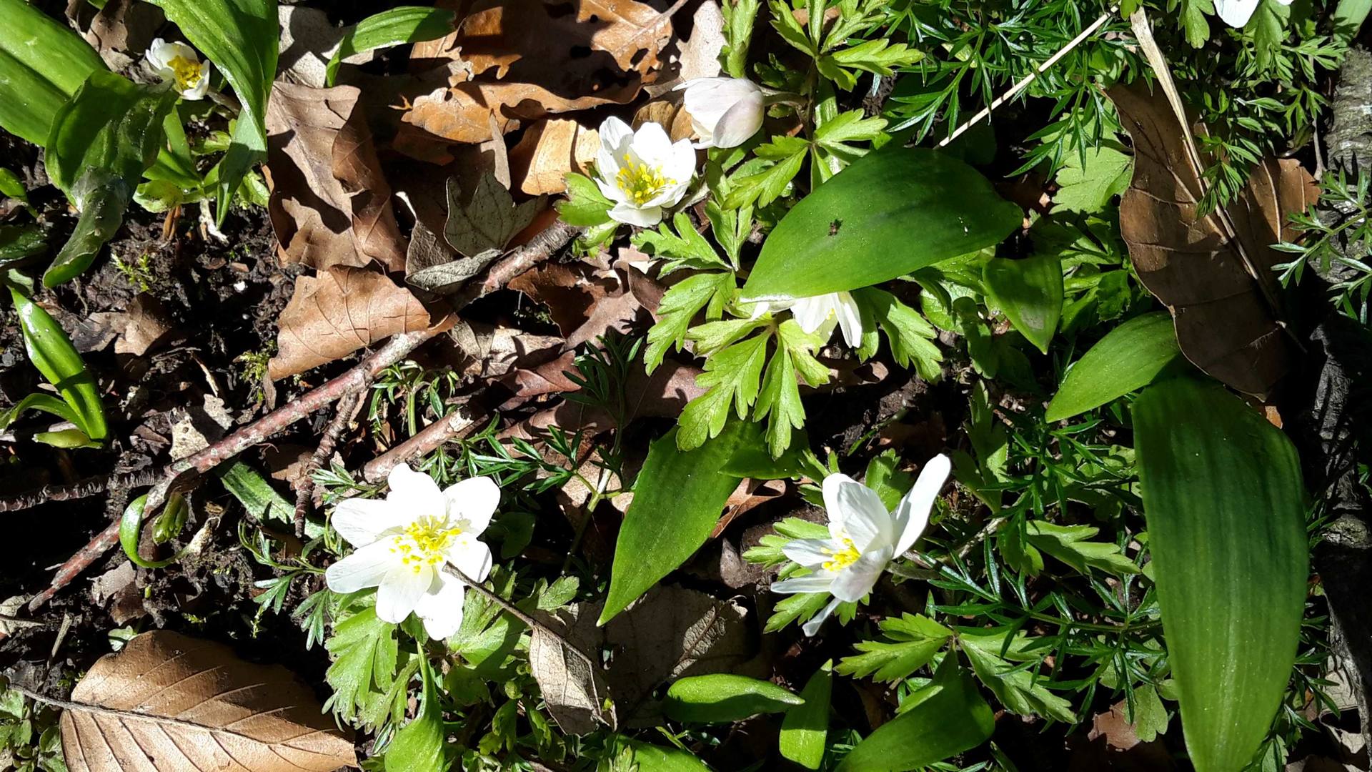 Annexe 20180328_161630_compressed.jpg