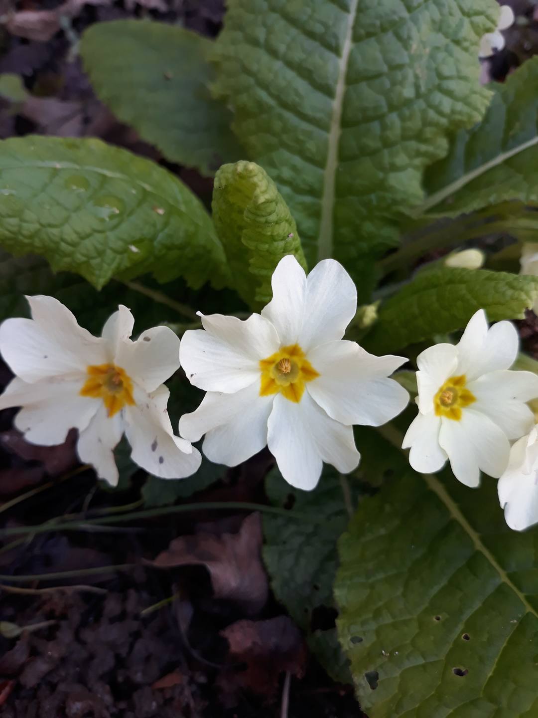 Annexe 20180328_163120-min.jpg