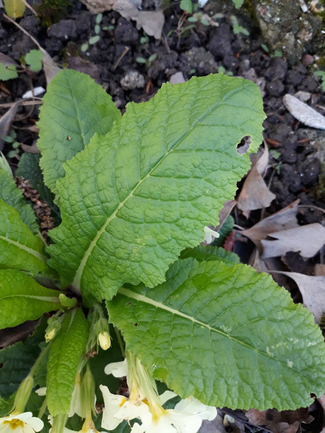 Annexe 20180328_163608-min.jpg