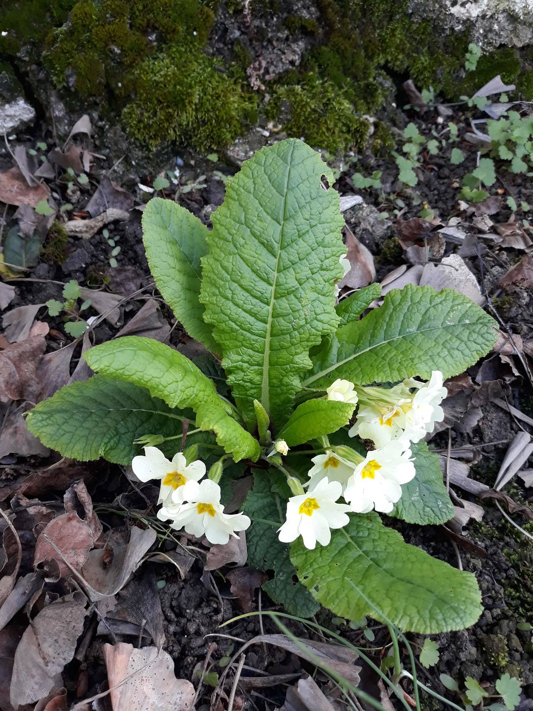 Annexe 20180329_163754-min.jpg