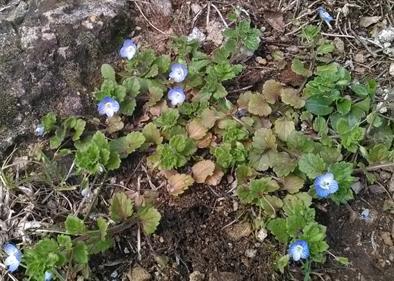 Annexe Veronique de perse 01.jpg