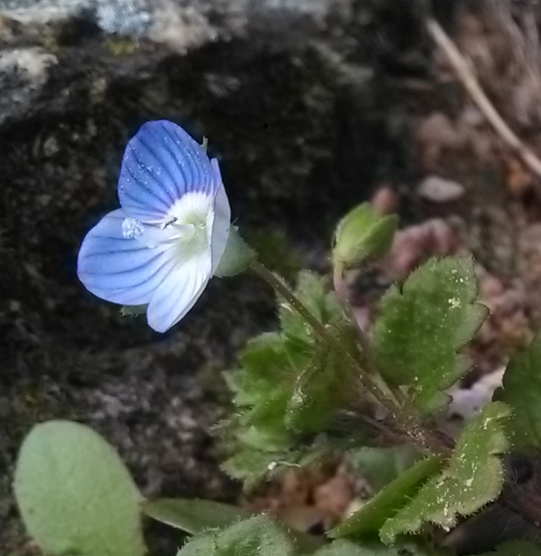 Annexe Veronique de perse 02 (1).jpg