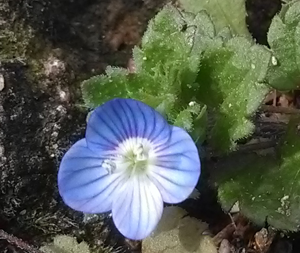 Annexe Veronique de perse 03.jpg