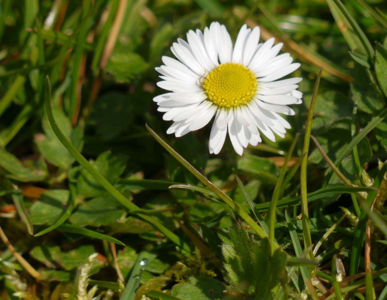 Annexe Bellis_perennis2.jpg