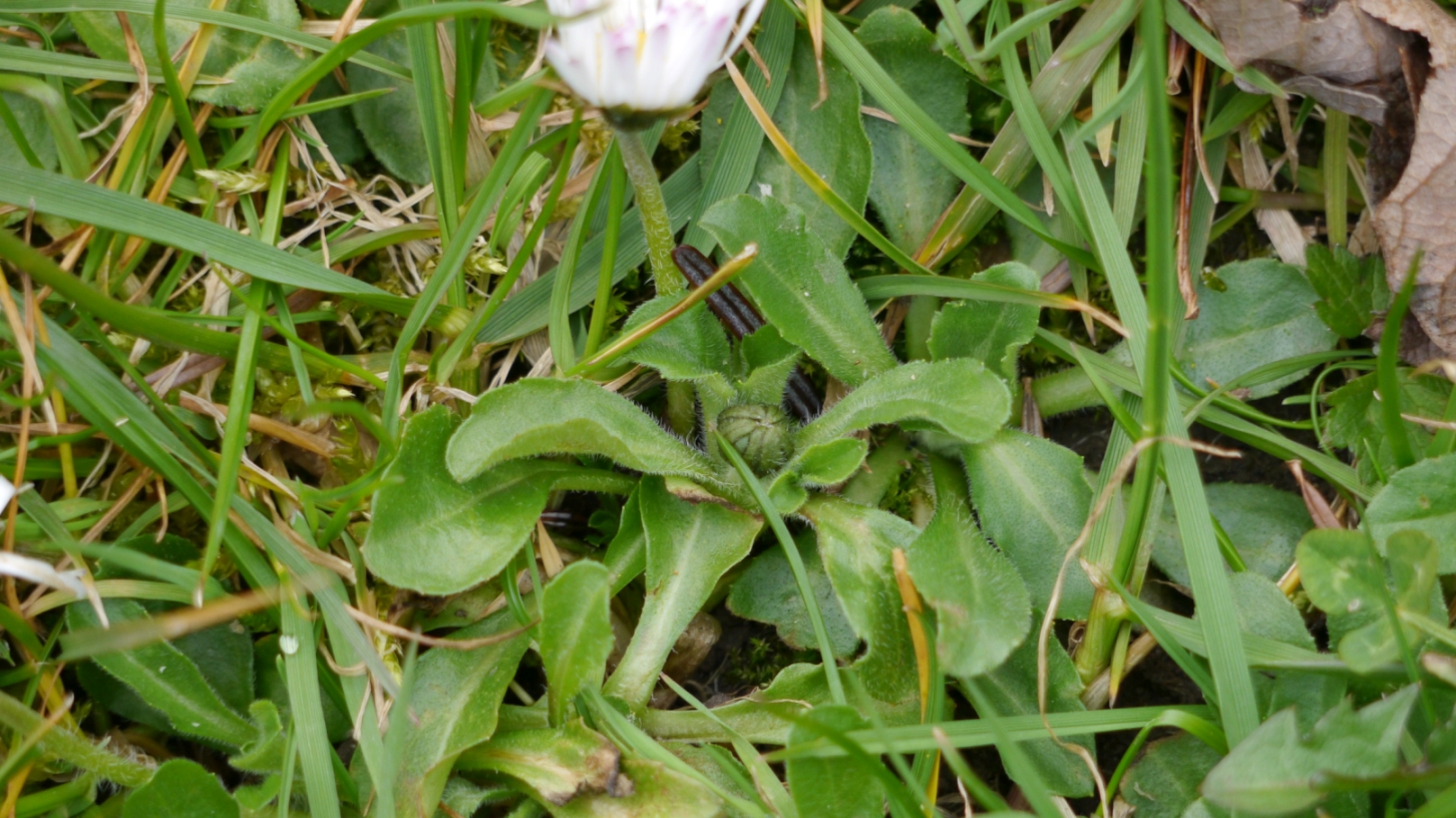 Annexe Bellis_perennis3.jpg