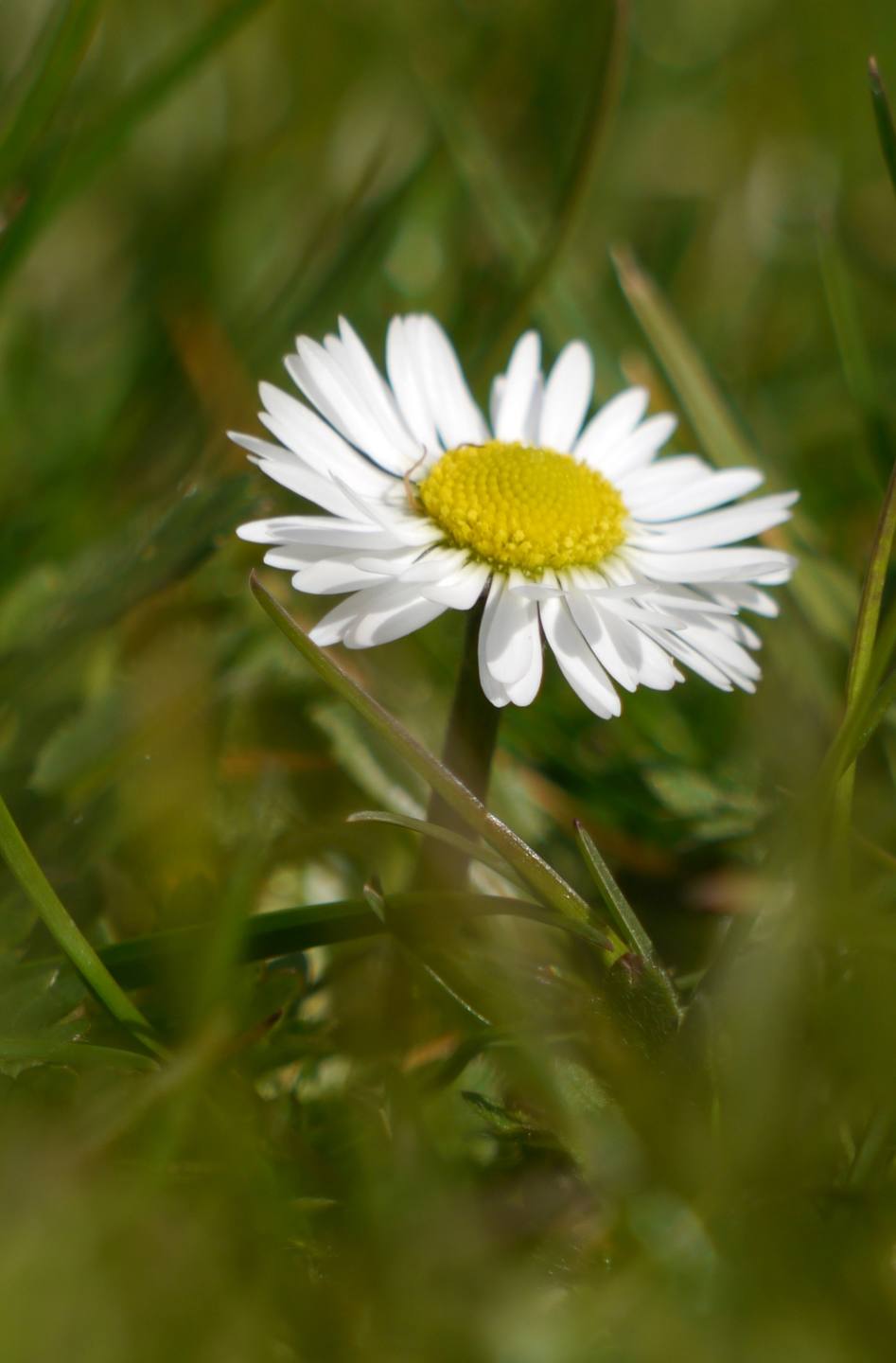 Annexe Bellis_perrennis1.jpg