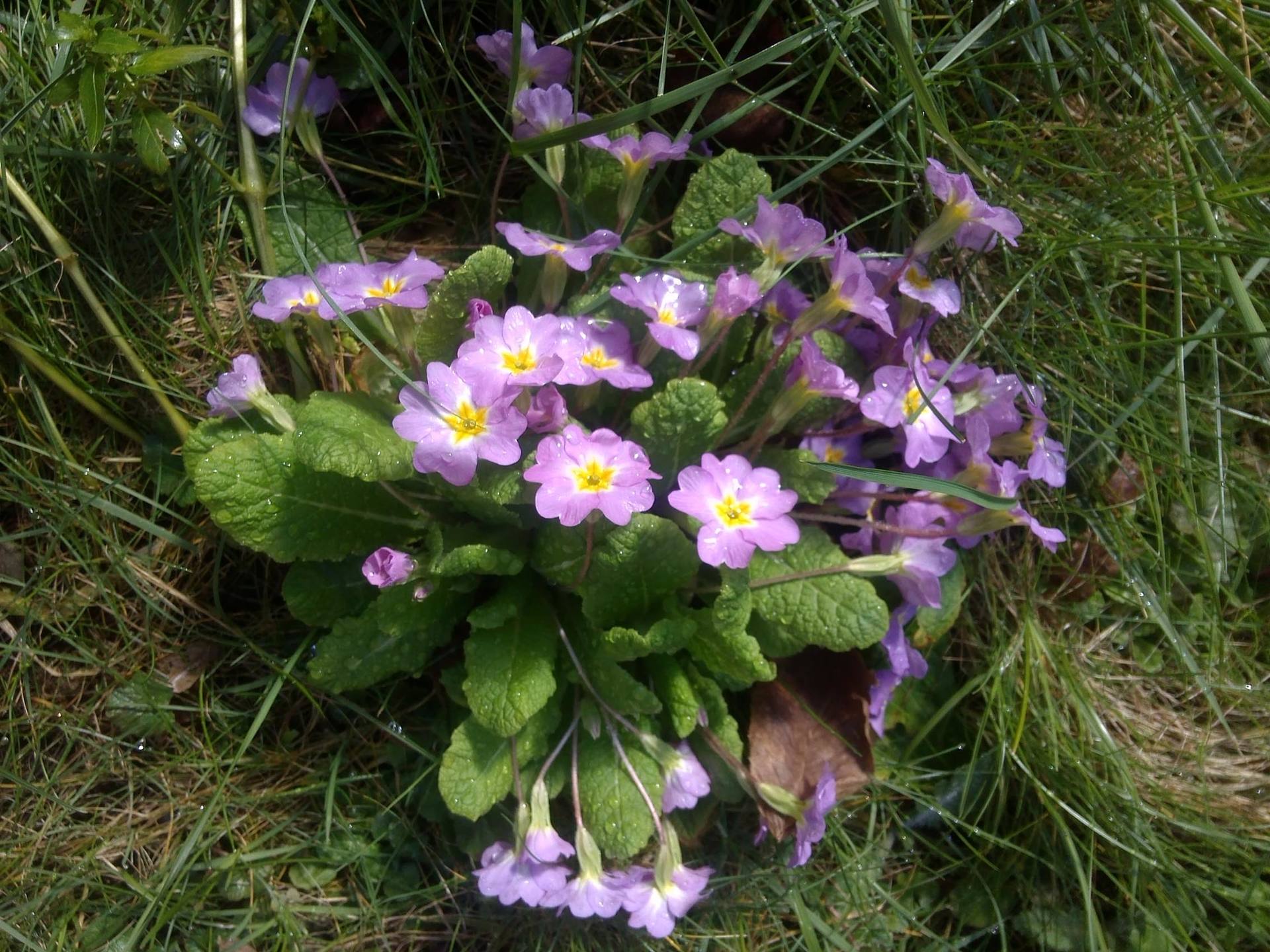 Annexe primevère 2.jpg