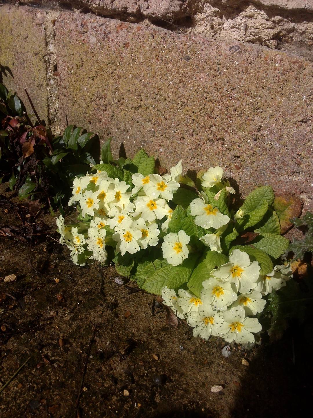 Annexe primevère 3.jpg