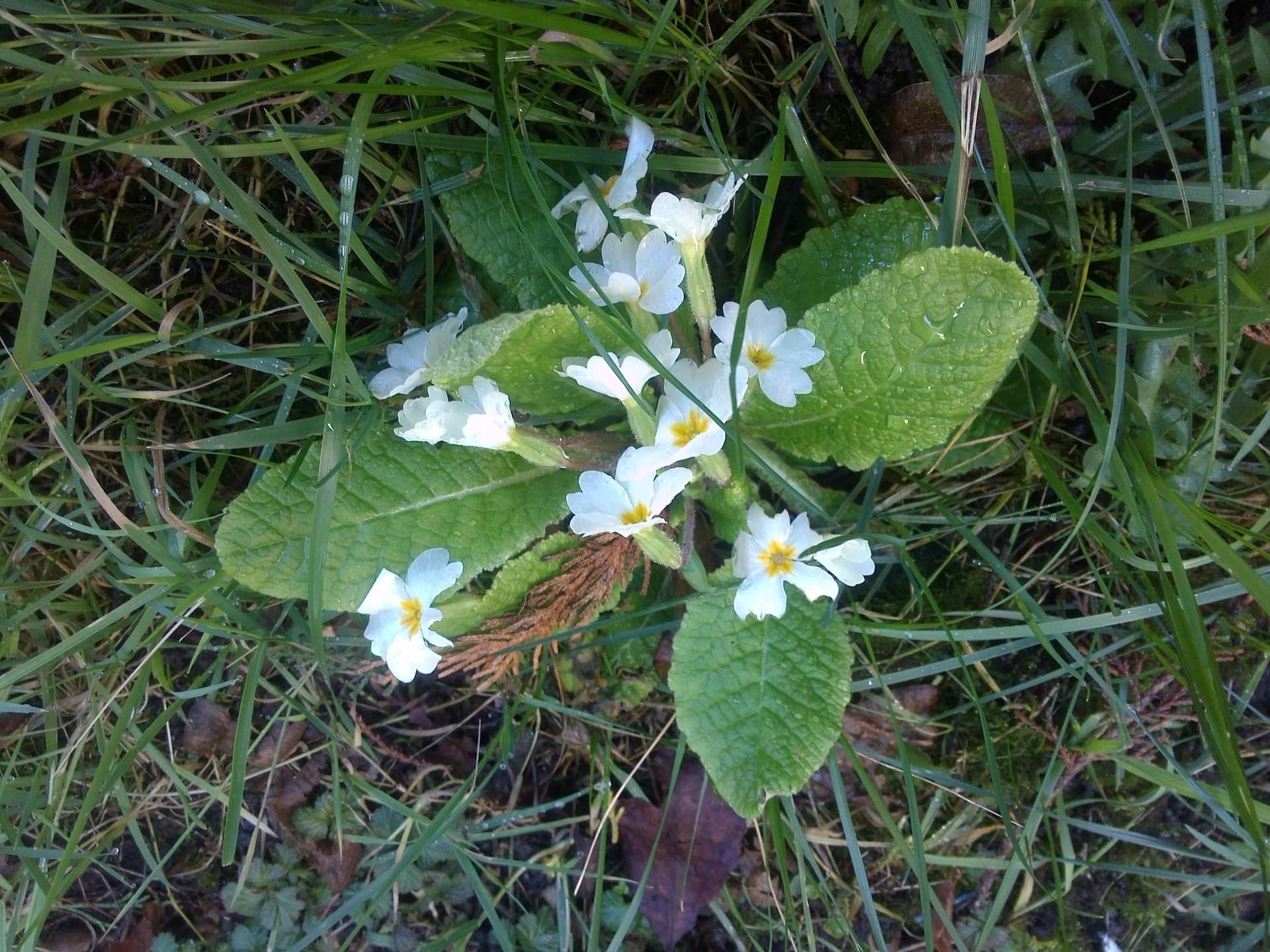 Annexe primevère 4.jpg