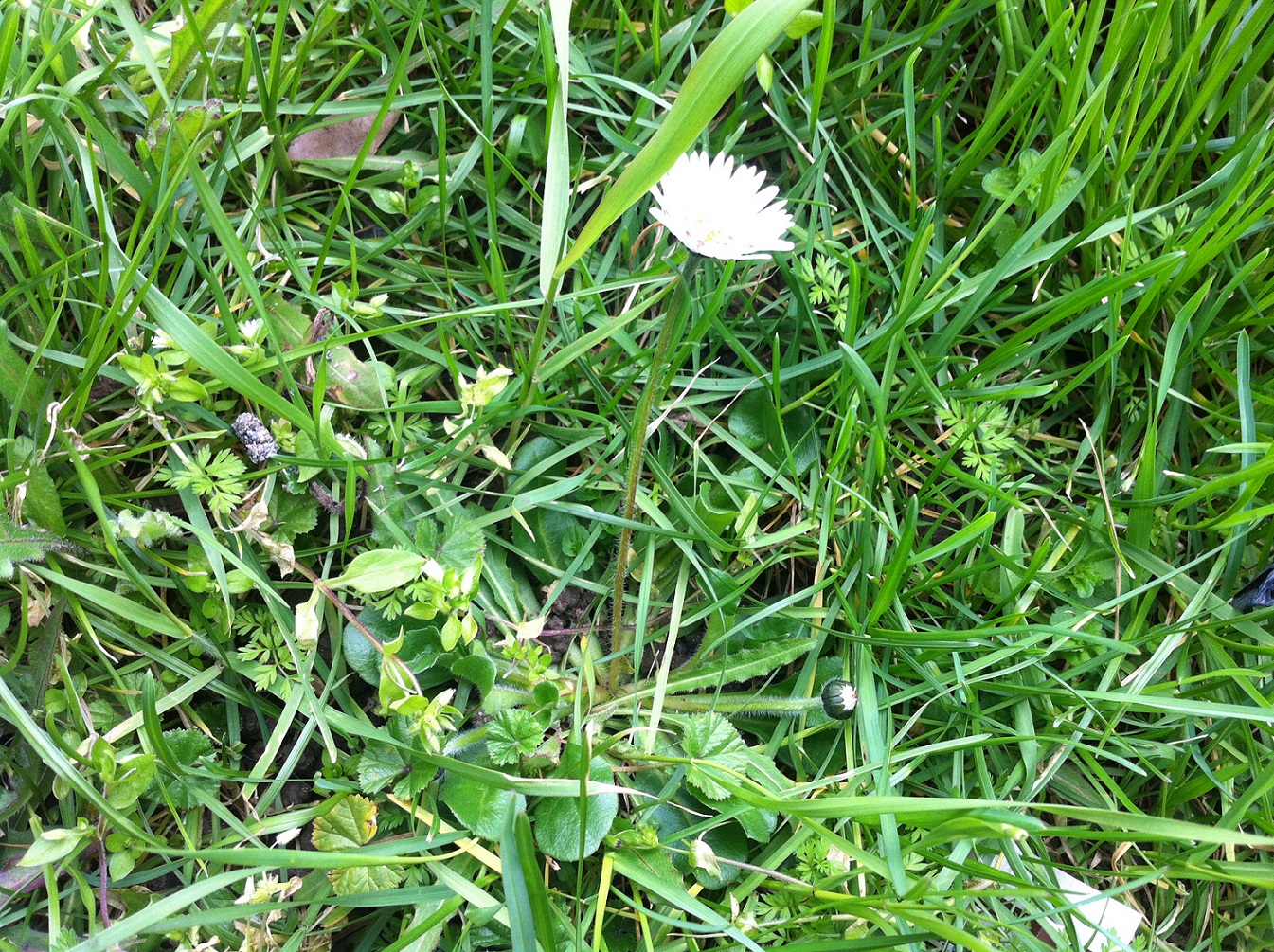 Annexe paquerette03.jpg