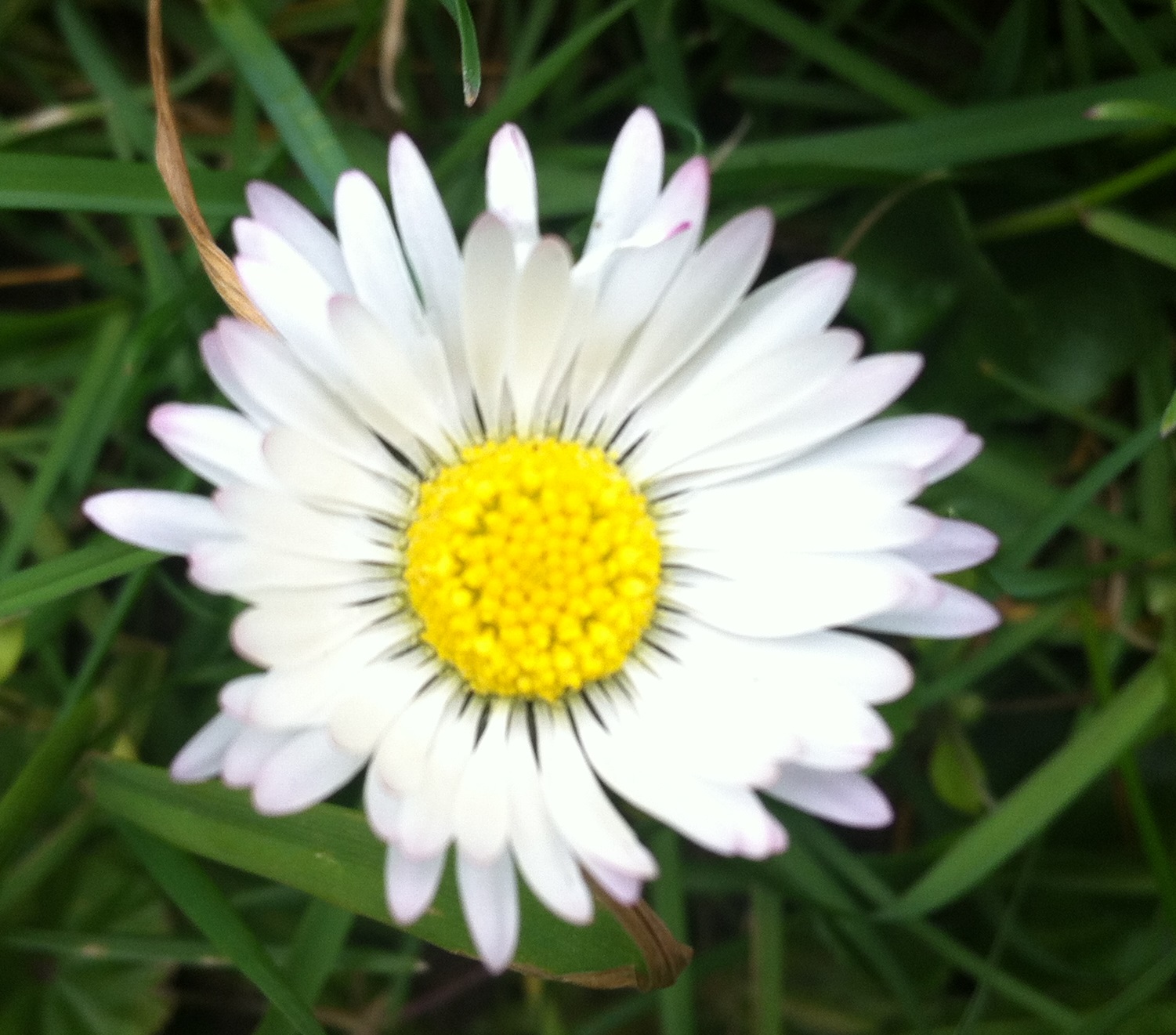 Annexe paquette01.jpg