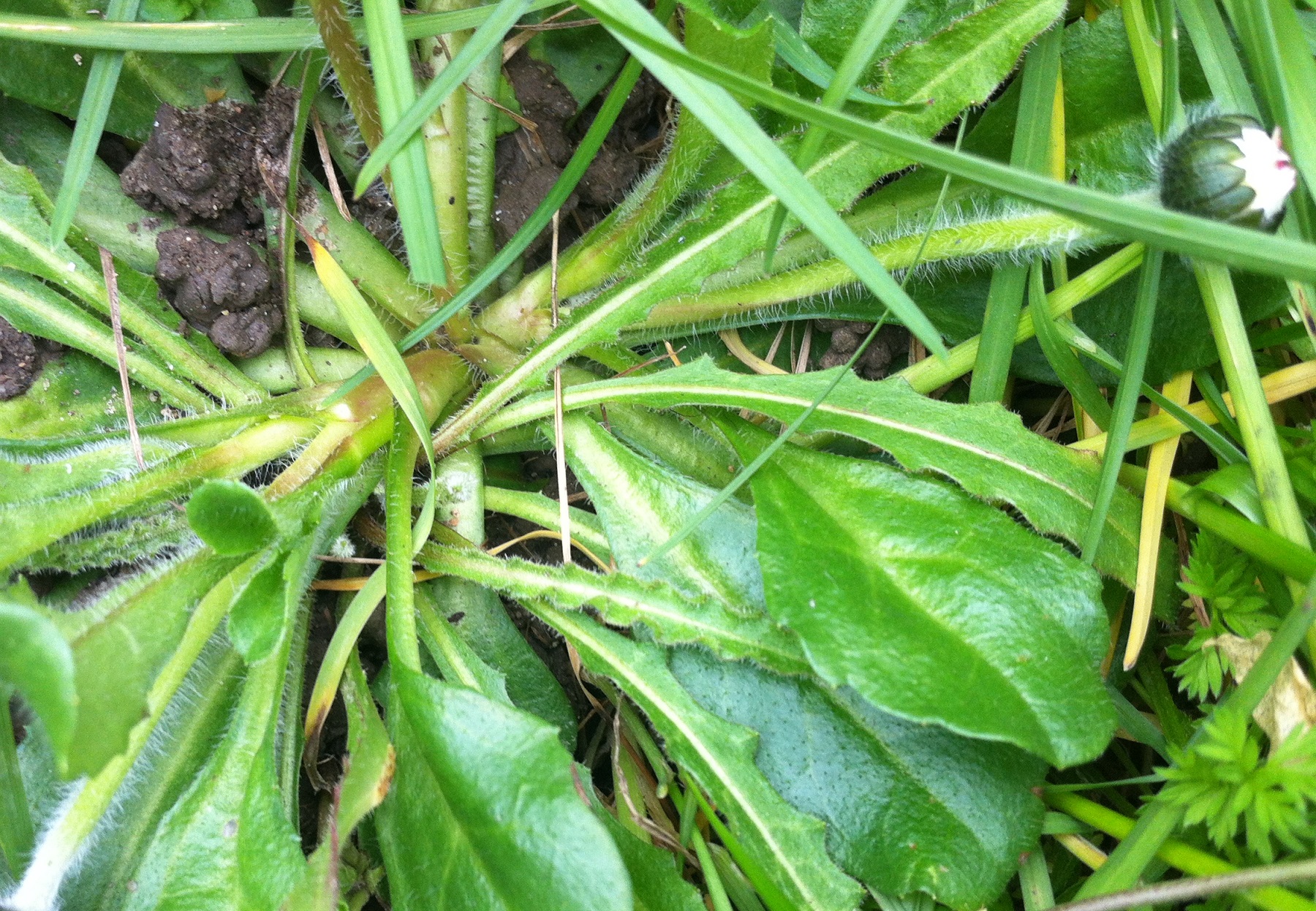 Annexe paquette02.jpg