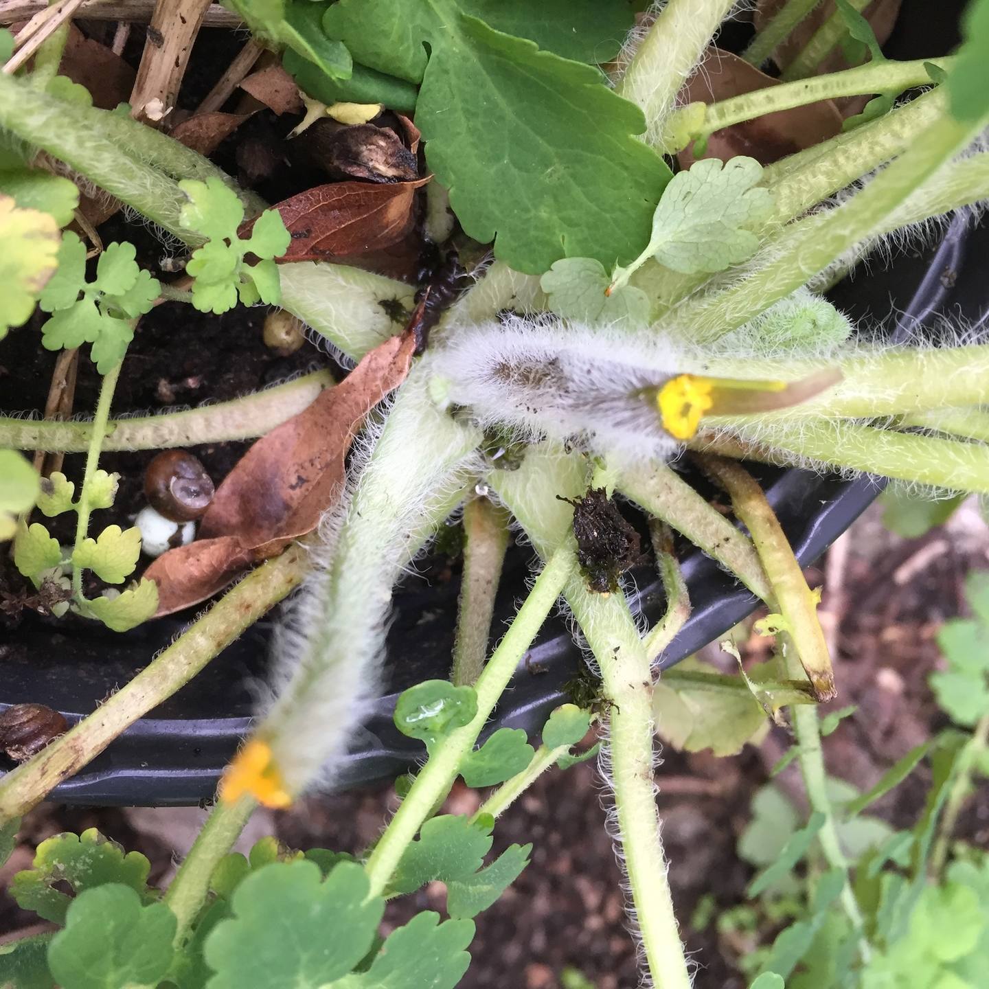 Annexe Chélidoine tige poilue, brisée, suc latex apparent..jpg