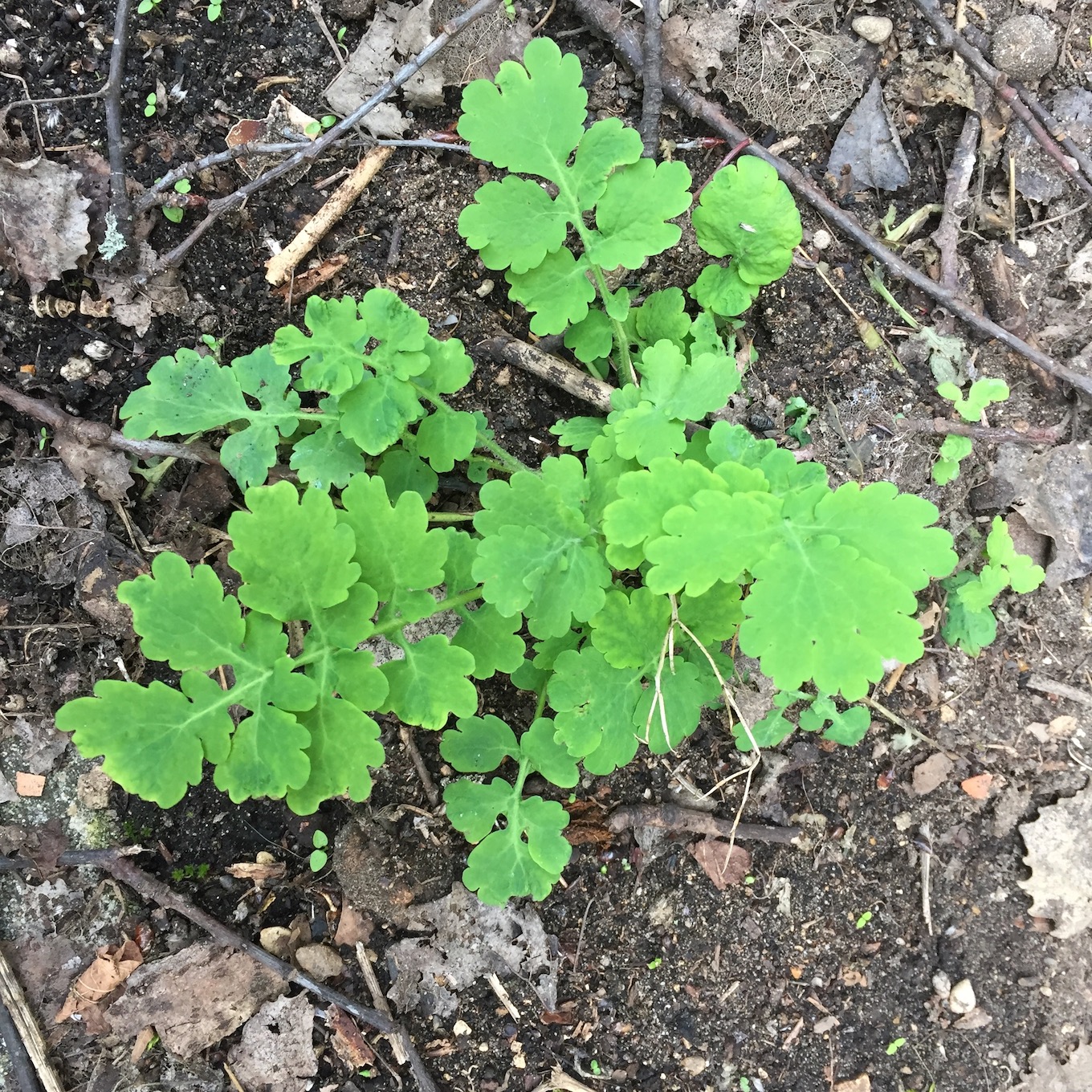 Annexe Chélidoine vue de haut.jpg