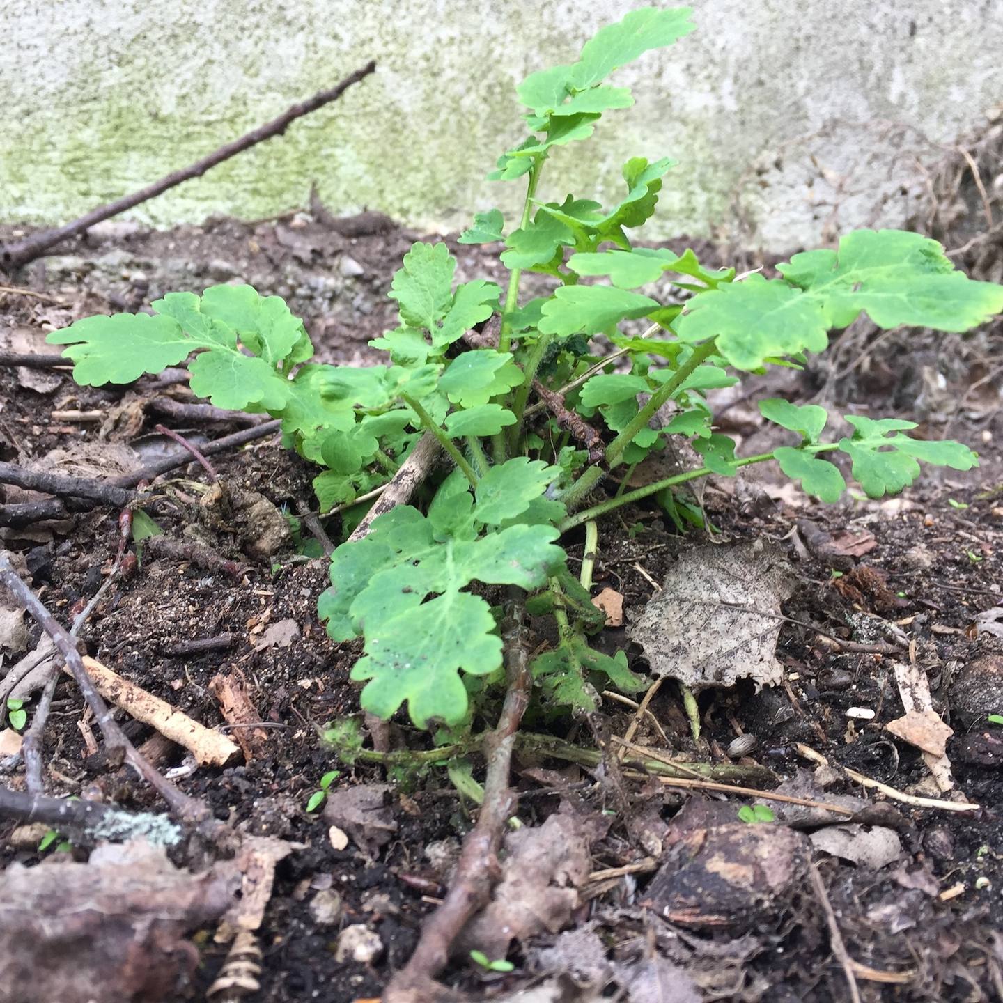 Annexe Chélidoine vue de travers.jpg
