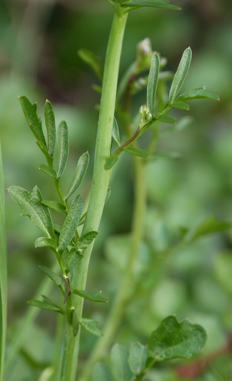 Annexe P1070914.JPG.jpg