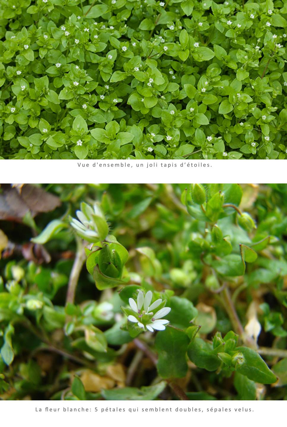 Annexe tapis et fleur.jpg