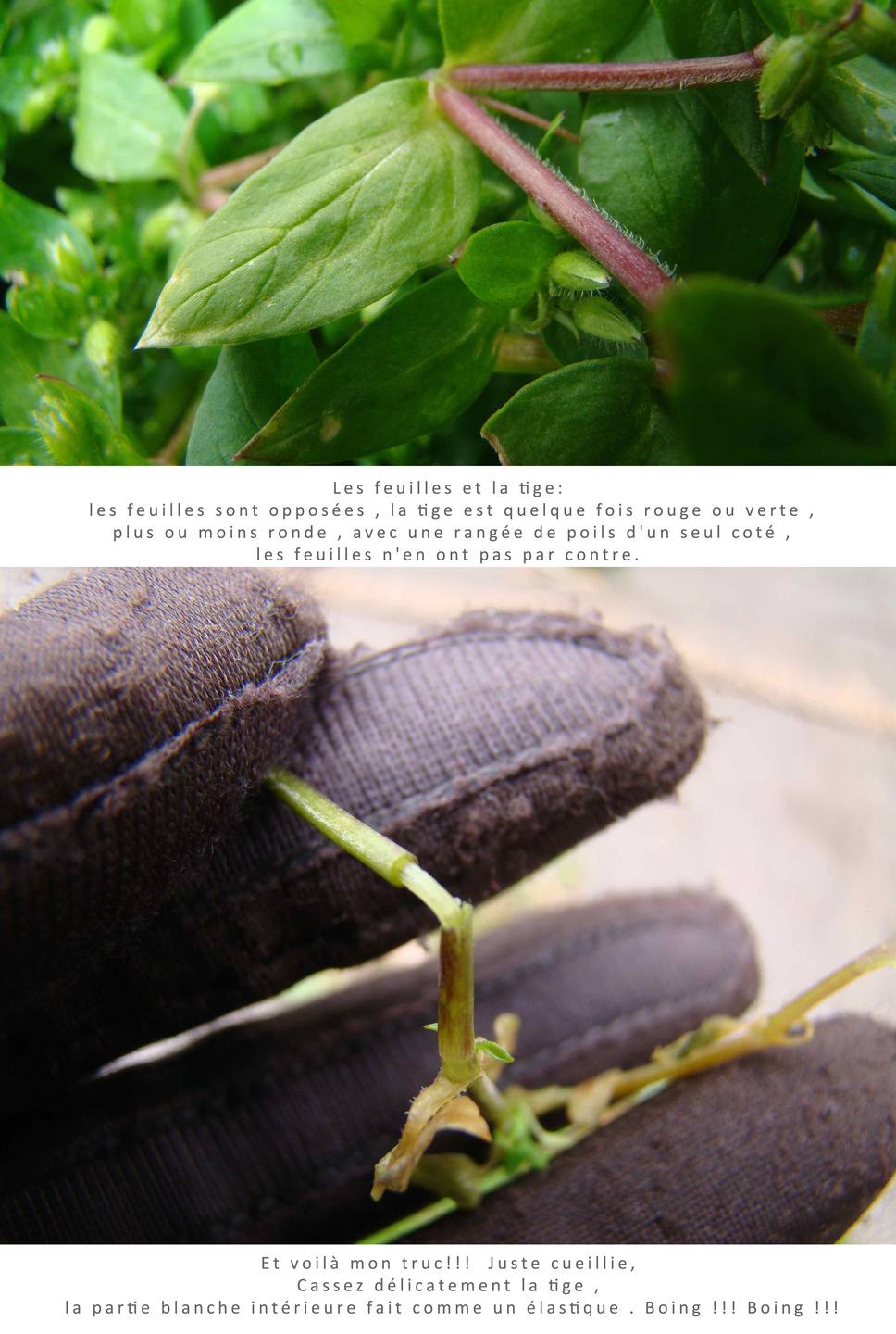 Annexe tige et feuilles et truc.jpg