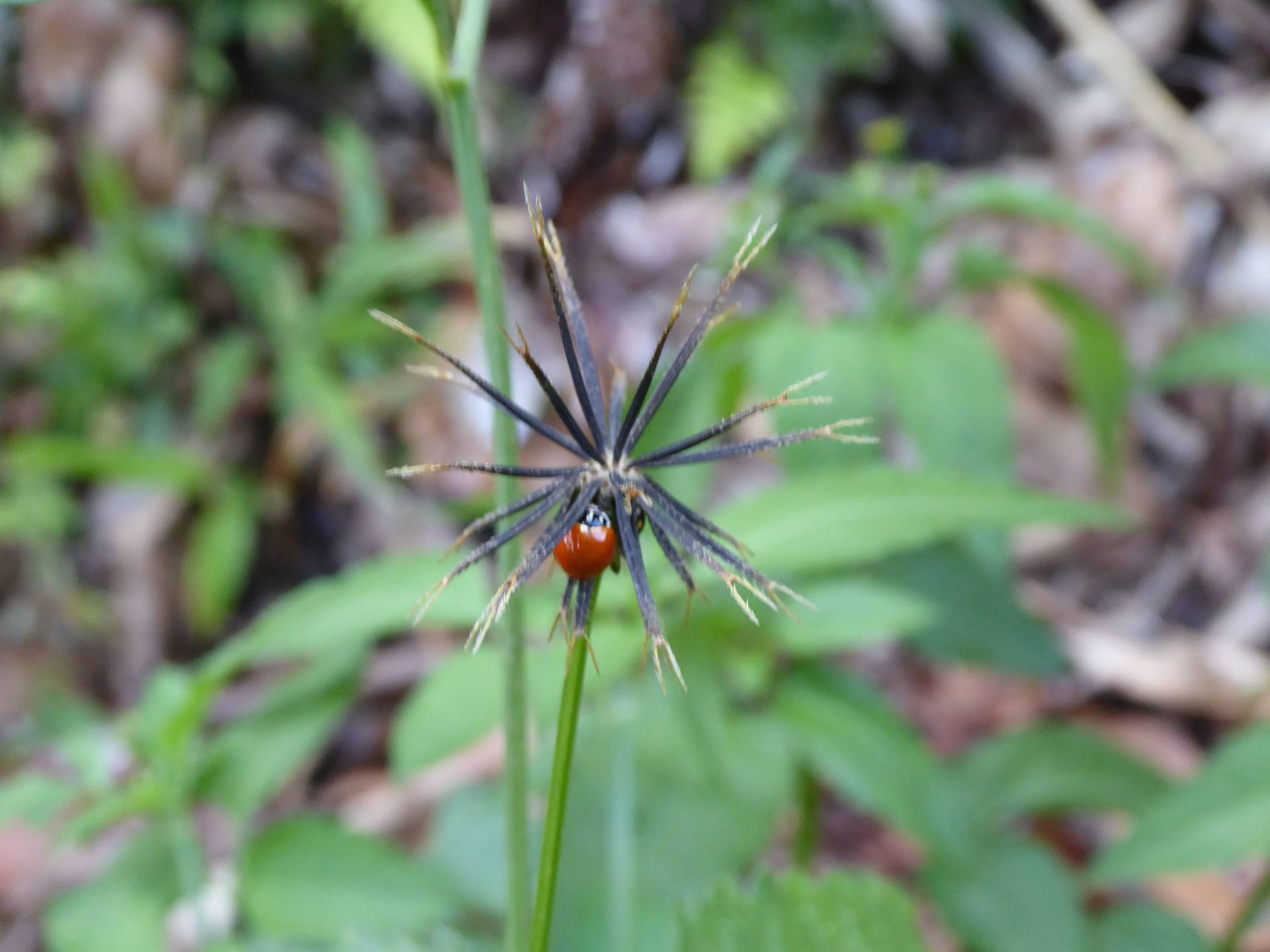 Annexe P1110813-min.JPG