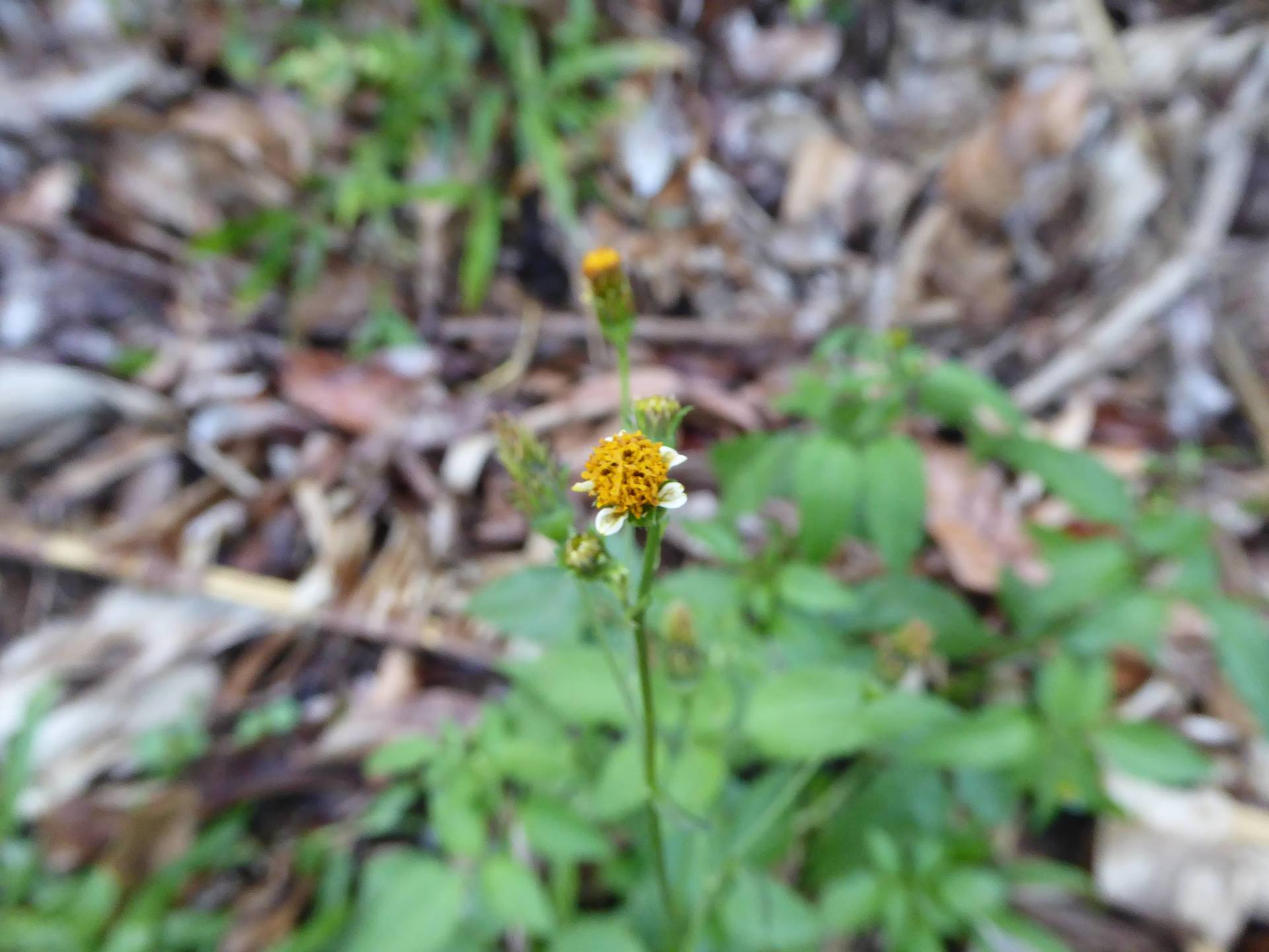 Annexe P1110814-min.JPG