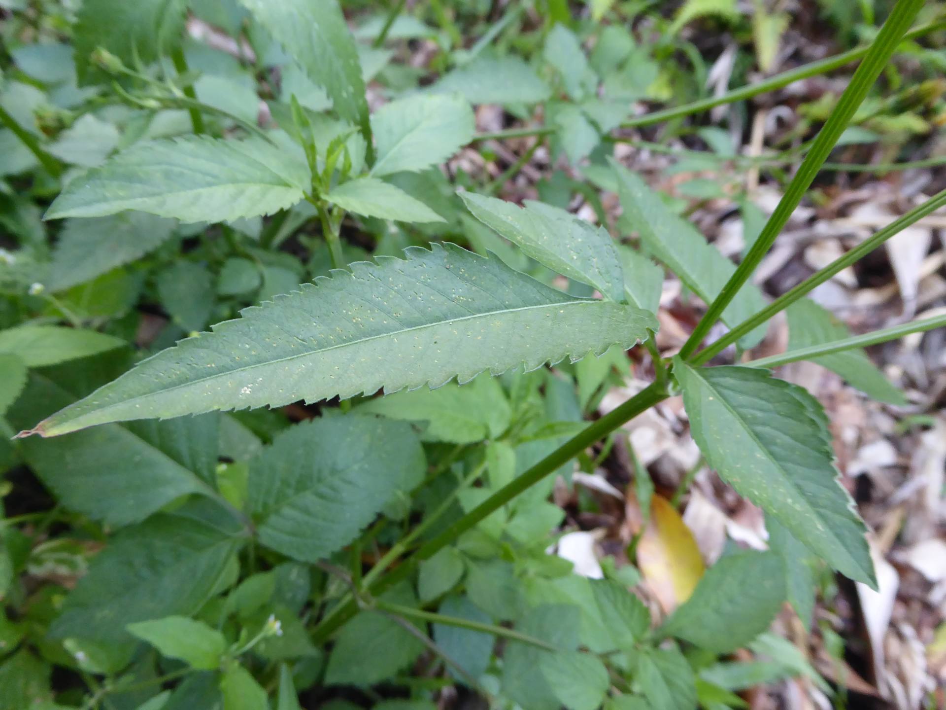 Annexe P1110816-min.JPG