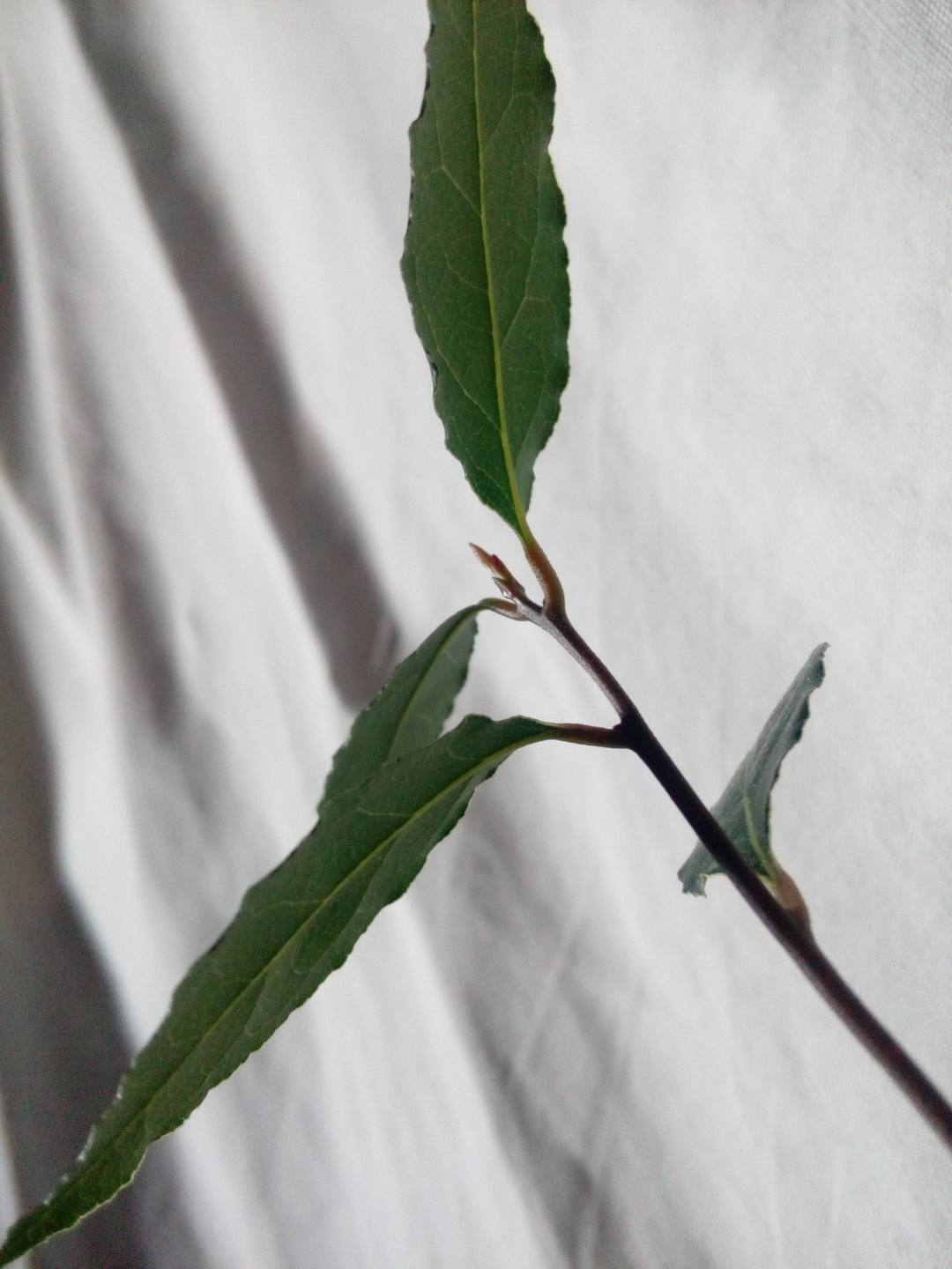 Annexe IMG_20180329_175311.jpg