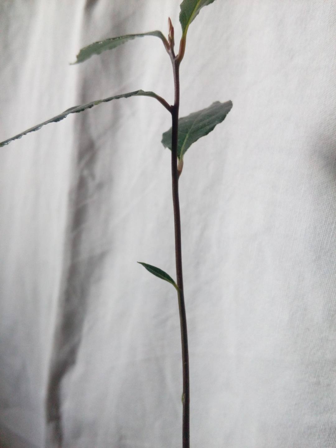 Annexe IMG_20180329_175417.jpg