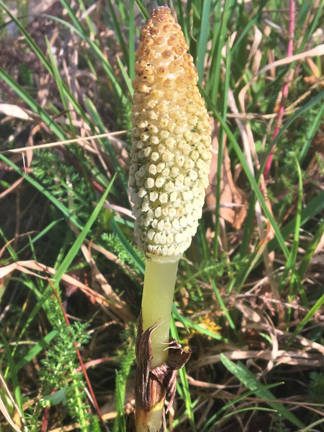 Annexe IMG_3598b.jpg