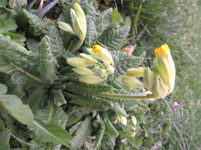 Annexe IMG_4868 (1).JPG